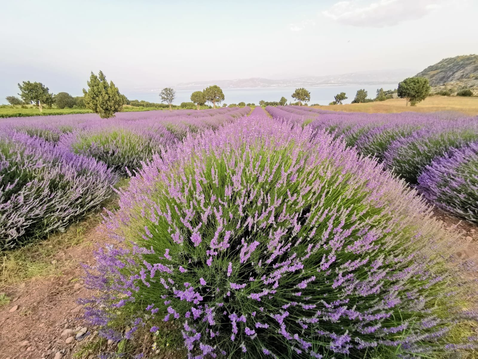 Lavender from Turkey