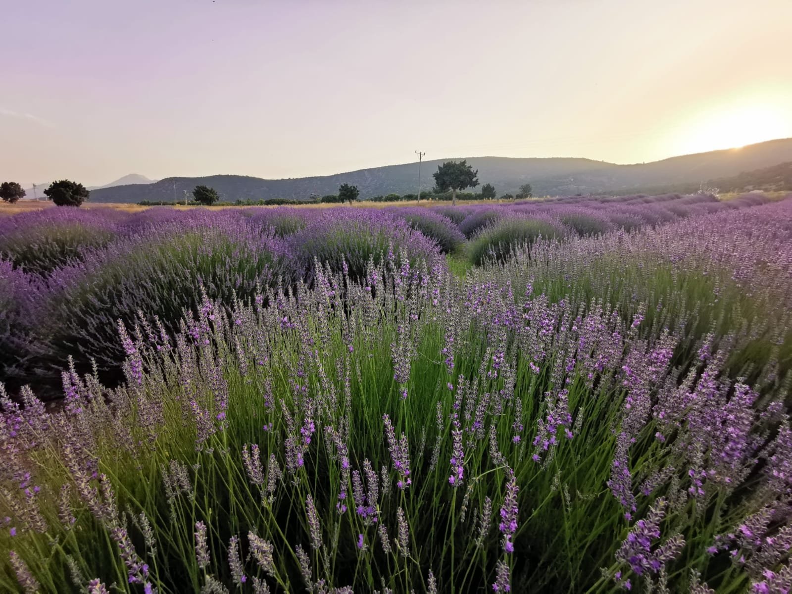 Lavender from Turkey-3