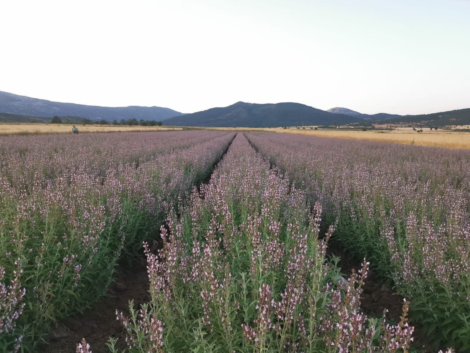 Lavender from Turkey-4